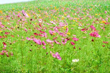 cosmos flowers field in outdoor garden,flower view