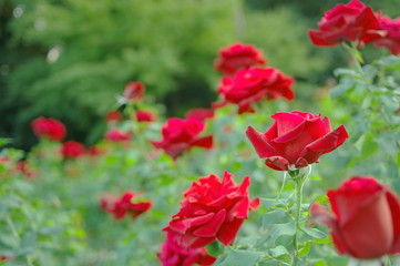 Obraz premium 赤いバラの花壇