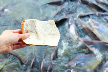 Bread on hand to feed the fish in the pond.