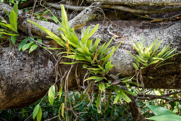 Epiphytic plant grow  on big tree. epiphyte  organism ecology sy