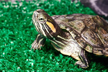 Small red-ear turtle in terrarium