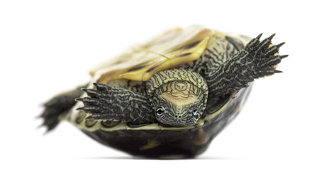 Chinese stripe-necked turtle (1 year old), Ocadia sinensis, on i