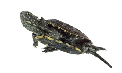 Obraz premium European pond turtle (1 year old), Emys orbicularis, swimming in