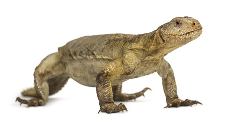 Female Egyptian mastigure (10 years old), uromastyx aegyptia, in