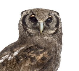 Close-up of a Verreaux's eagle-owl - Bubo lacteus (3 years old)