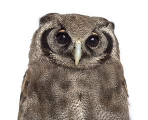 Close-up of a Verreaux's eagle-owl - Bubo lacteus (3 years old)