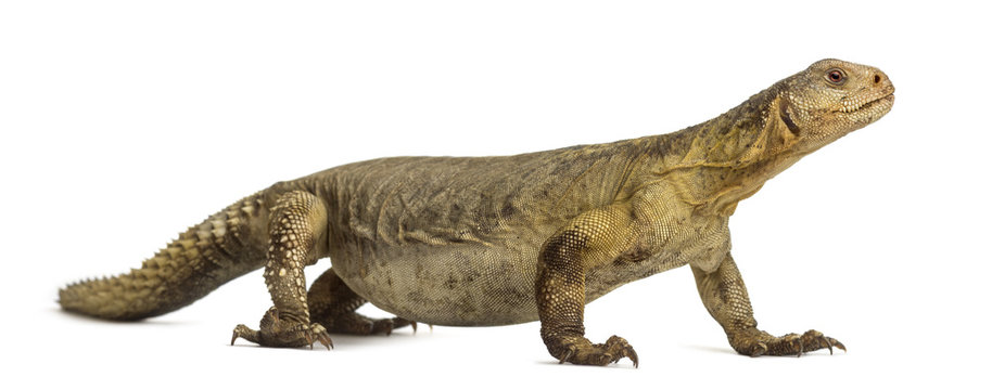 Female Egyptian mastigure (10 years old), uromastyx aegyptia, in