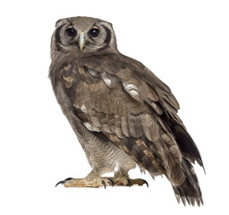 Verreaux's eagle-owl - Bubo lacteus (3 years old) in front of a