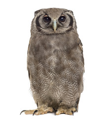 Verreaux's eagle-owl - Bubo lacteus (3 years old) in front of a
