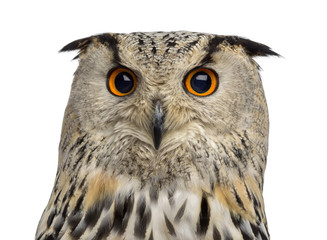 Close-up of a Siberian Eagle Owl - Bubo bubo (3 years old) in fr