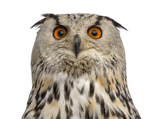 Close-up of a Siberian Eagle Owl - Bubo bubo (3 years old) in fr