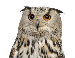 Close-up of a Siberian Eagle Owl - Bubo bubo (3 years old) in fr