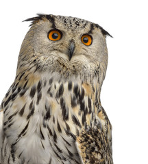 Close-up of a Siberian Eagle Owl - Bubo bubo (3 years old) in fr