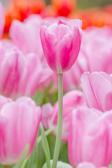 Beautiful pink tulips in the spring time