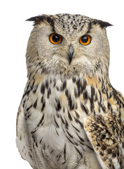 Close-up of a Siberian Eagle Owl - Bubo bubo (3 years old) in fr