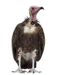 Hooded vulture - Necrosyrtes monachus (11 years old) in front of