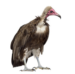 Hooded vulture - Necrosyrtes monachus (11 years old) in front of