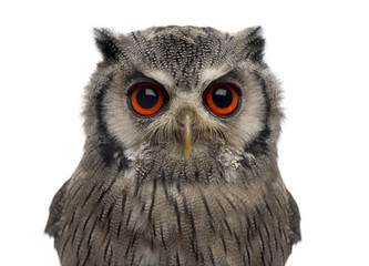 Close-up of a Northern white-faced owl - Ptilopsis leucotis (1 year old) in front of a white background