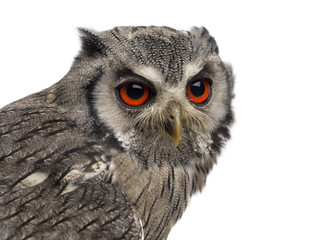 Close-up of a Northern white-faced owl - Ptilopsis leucotis (1 y