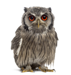 Northern white-faced owl - Ptilopsis leucotis (1 year old) in fr