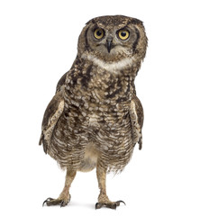 Spotted eagle-owl - Bubo africanus (4 years old)