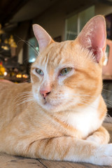 cat in the temple of Thailand