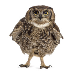 Naklejka premium Spotted eagle-owl - Bubo africanus (4 years old)