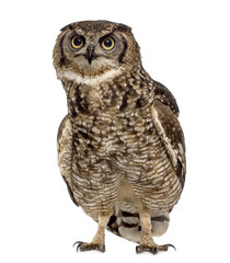Spotted eagle-owl - Bubo africanus (4 years old)