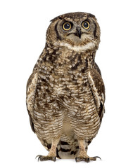 Spotted eagle-owl - Bubo africanus (4 years old)