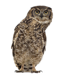Spotted eagle-owl - Bubo africanus (4 years old)