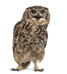 Spotted eagle-owl - Bubo africanus (4 years old)