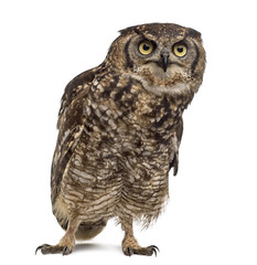 Spotted eagle-owl - Bubo africanus (4 years old)