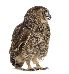 Spotted eagle-owl - Bubo africanus (4 years old)