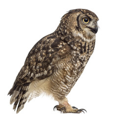 Spotted eagle-owl - Bubo africanus (4 years old)