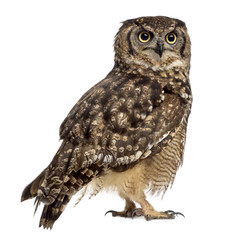 Spotted eagle-owl - Bubo africanus (4 years old)