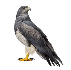 Chilean blue eagle - Geranoaetus melanoleucus (17 years old) in