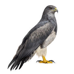 Chilean blue eagle - Geranoaetus melanoleucus (17 years old) in