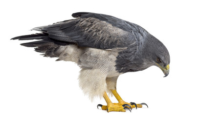 Chilean blue eagle - Geranoaetus melanoleucus (17 years old) in