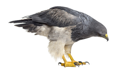 Chilean blue eagle - Geranoaetus melanoleucus (17 years old) in