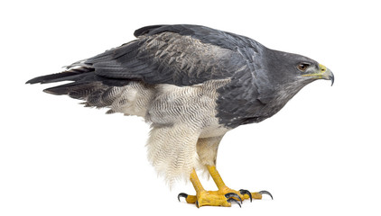 Chilean blue eagle - Geranoaetus melanoleucus (17 years old) in