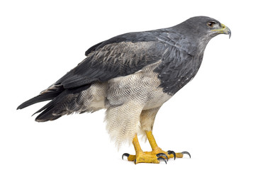 Chilean blue eagle - Geranoaetus melanoleucus (17 years old) in