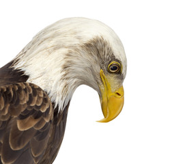 Close-up of a Bald eagle - Haliaeetus leucocephalus (12 years ol