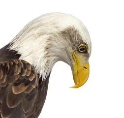 Foto auf Alu-Dibond Close-up of a Bald eagle - Haliaeetus leucocephalus (12 years ol © Eric Isselée