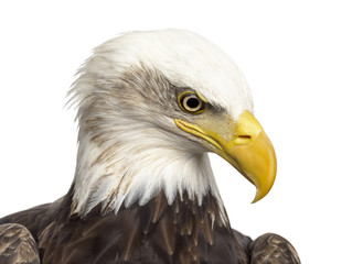 Close-up of a Bald eagle - Haliaeetus leucocephalus (12 years ol