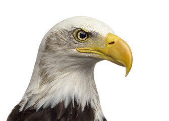 Close-up of a Bald eagle - Haliaeetus leucocephalus (12 years ol
