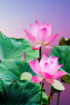 Fototapeta Beautiful pink lotus flower