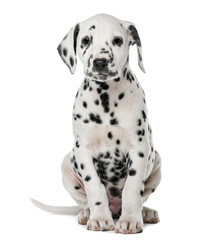 Dalmatian puppy sitting in front of a white background