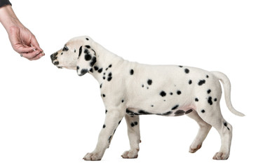 Dalmatian puppy sniffing a hand in front of a white background