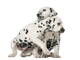 Two Dalmatian puppies cuddling in front of a white background