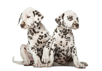 Two Dalmatian puppies in front of a white background